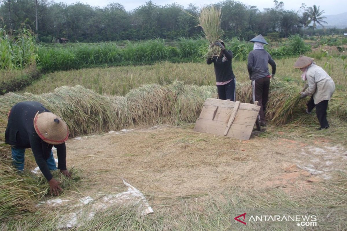 Petani Rejang Lebong diminta bentuk kelompok untuk akses bantuan