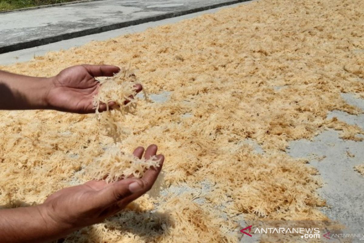 Sulawesi Tenggara tingkatan kualitas produksi rumput laut