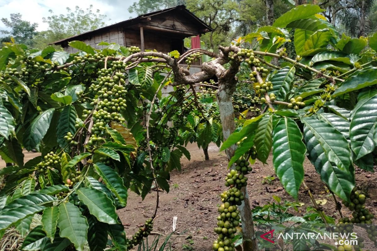 Harga jual biji kopi Rejang Lebong stabil