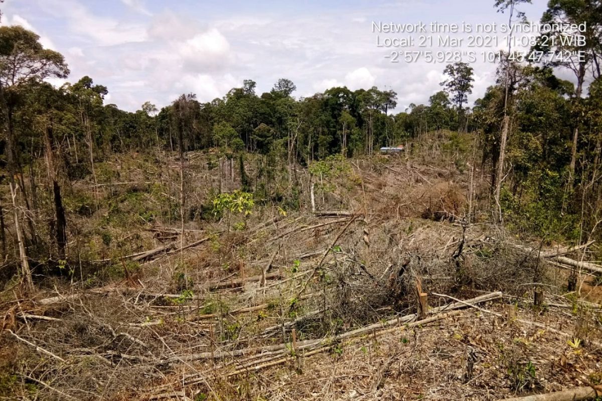 Sebagian hutan Mukomuko rusak akibat perambahan