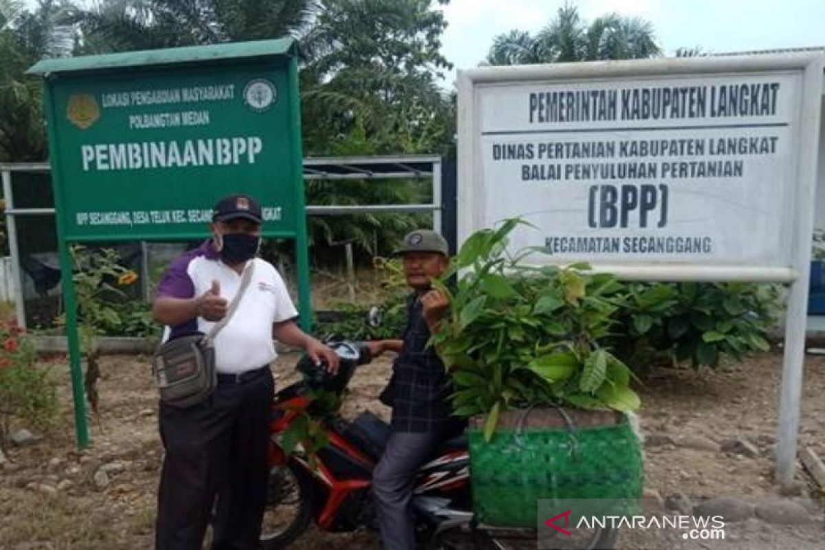 Atas binaan Polbangtan Medan, BPP Secanggang panen Bibit Kakao dan dibagikan ke koptan