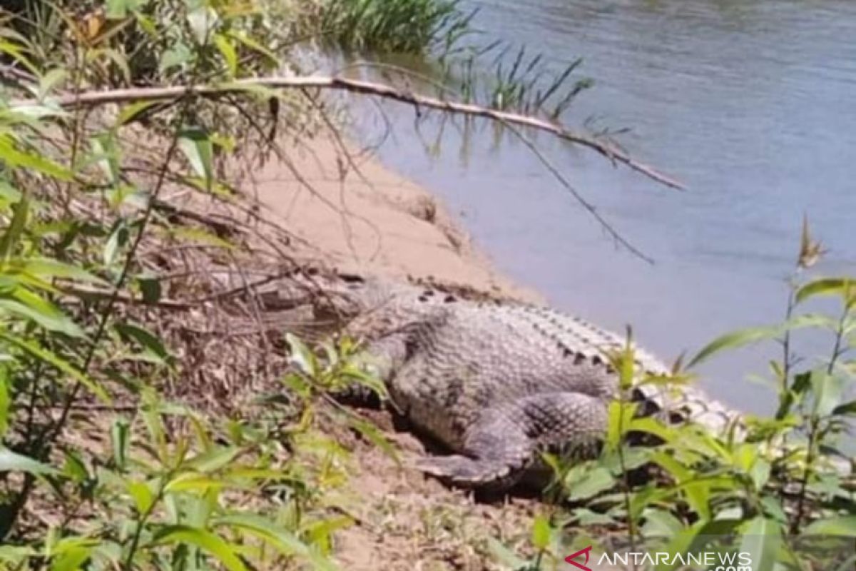 Buaya sering muncul di sepanjang Sungai Batang Antokan, BKSDA Sumbar imbau waspada