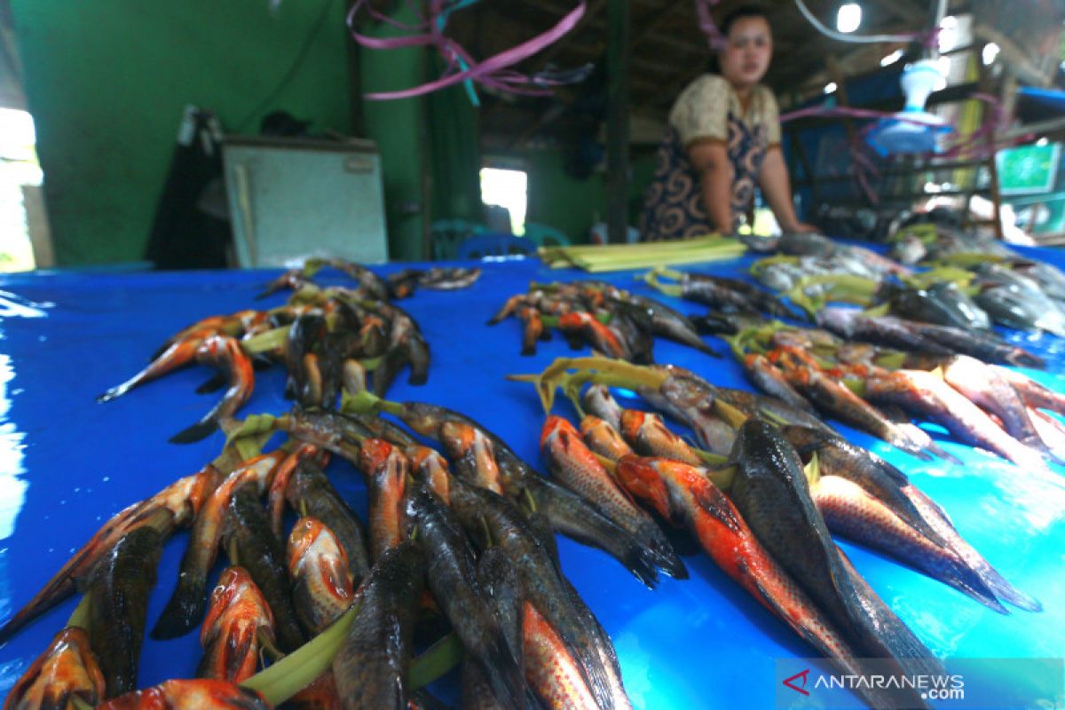 Penjualan Ikan Hulu'u naik 50 persen di bulan Ramadhan