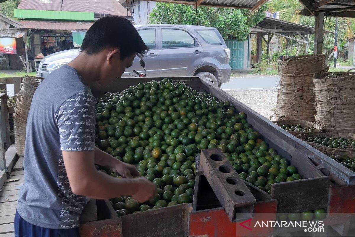 Harga jeruk Sambas Rp11.000 per kilogram buat petani gembira
