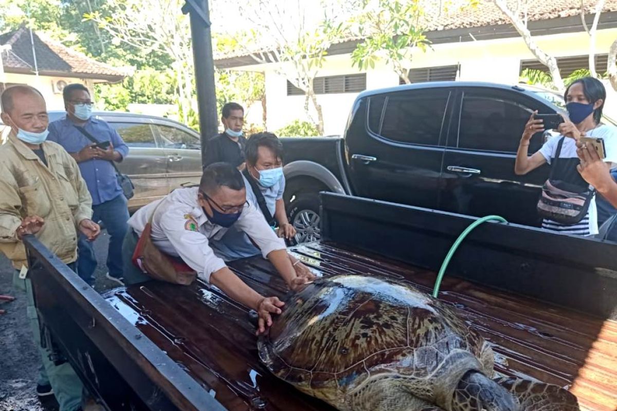 Polres Jembrana bongkar sindikat  perdagangan penyu hijau