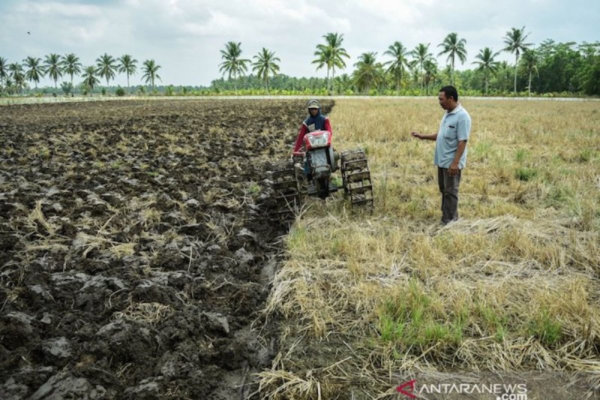Mempertanyakan wacana subsidi  harga gabah bagi petani