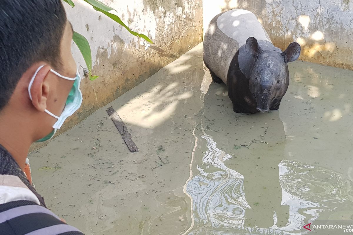 VIDEO - Seekor tapir liar nyasar ke kolam warga di Pekanbaru