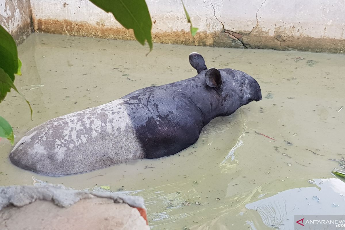 BBKSDA Riau evakuasi tapir dari pemukiman dengan cara bius