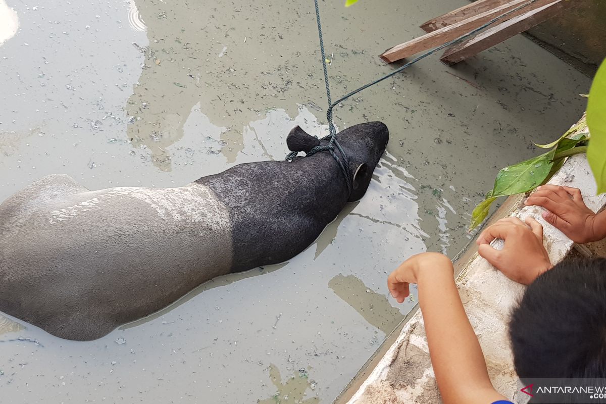 Byuuur.... Seekor tapir dewasa tercebur ke kolam ikan