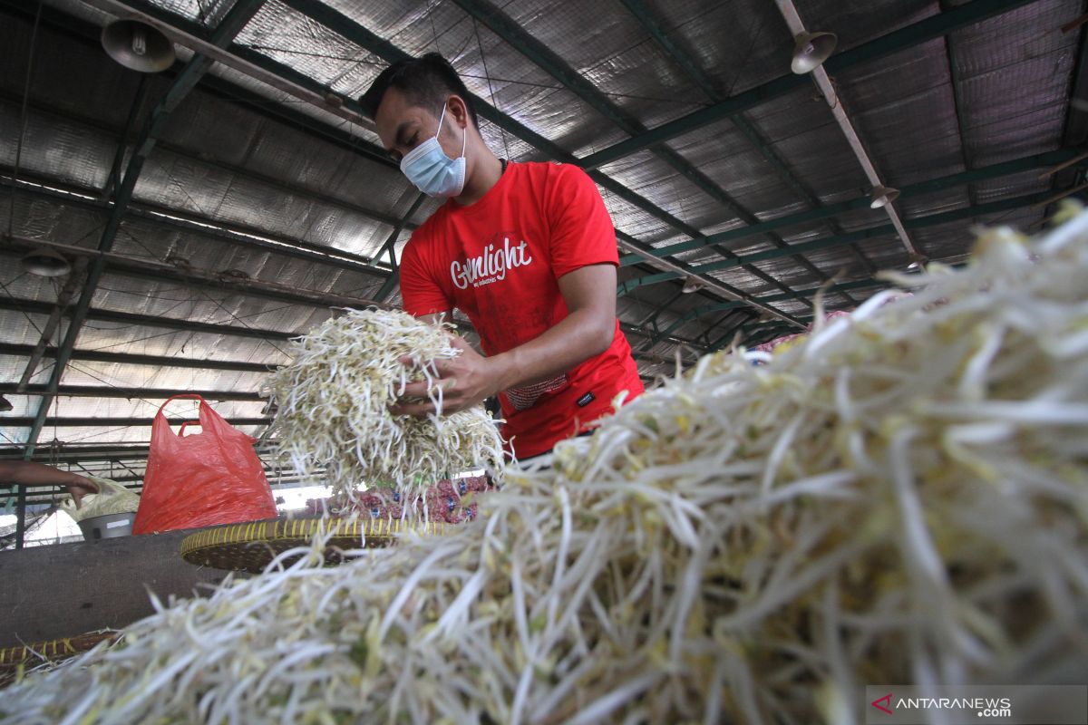 Harga Kecambah Naik