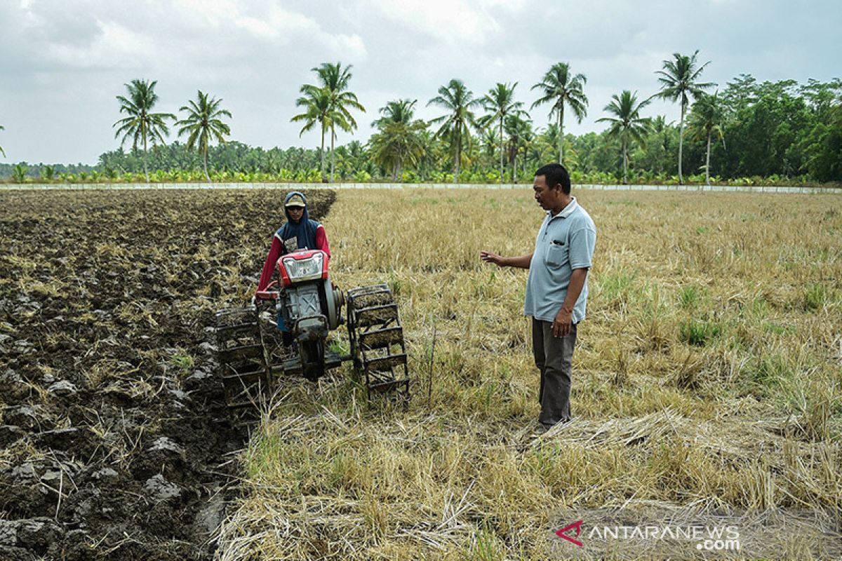 Mempertanyakan wacana subsidi harga gabah bagi petani