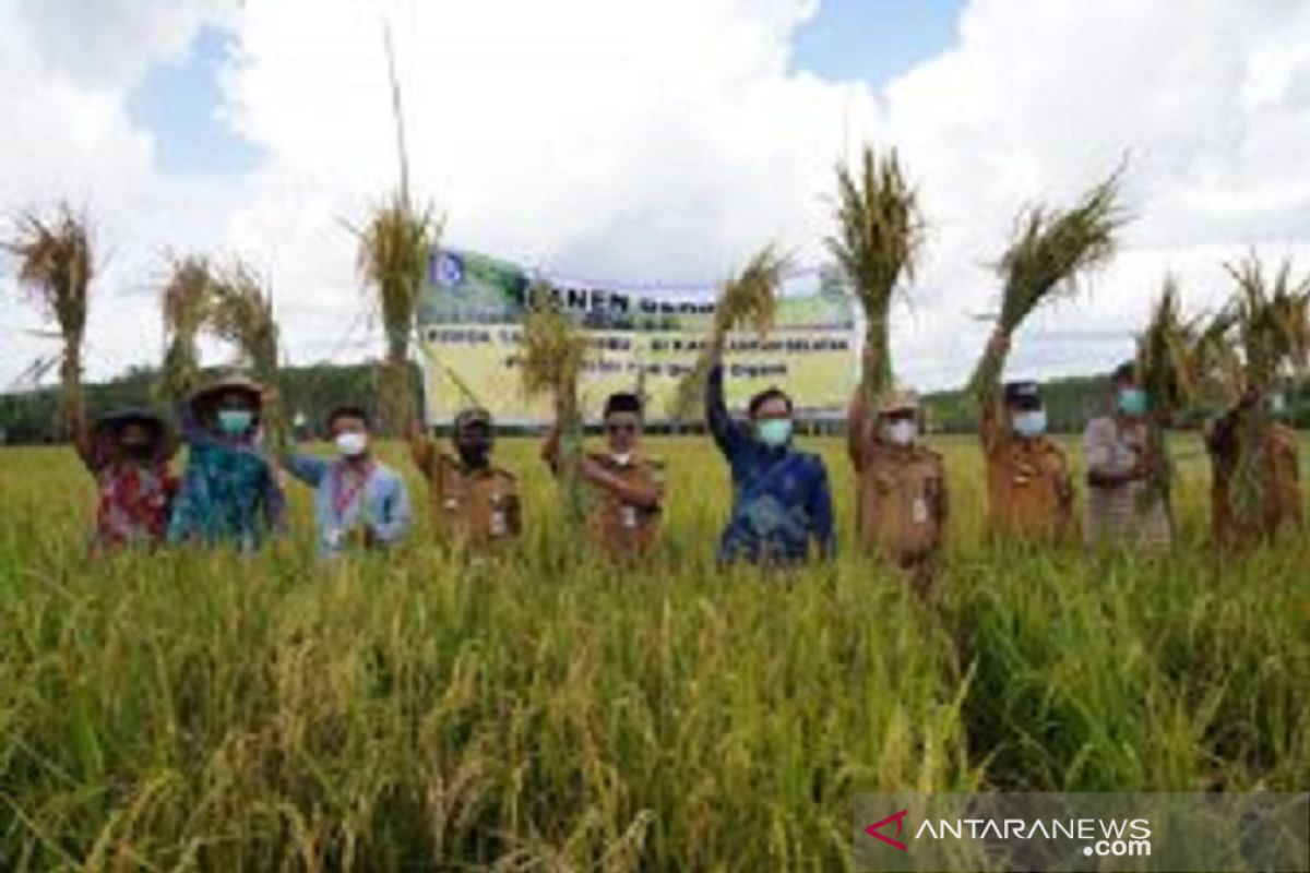 Gapoktan Tanah Bumbu panen padi organik