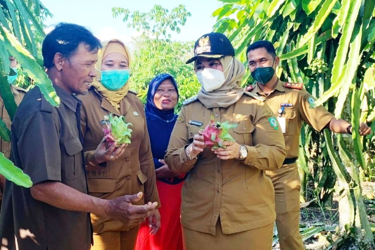 Pemkab Kotim dorong petani buah naga tingkatkan produksi