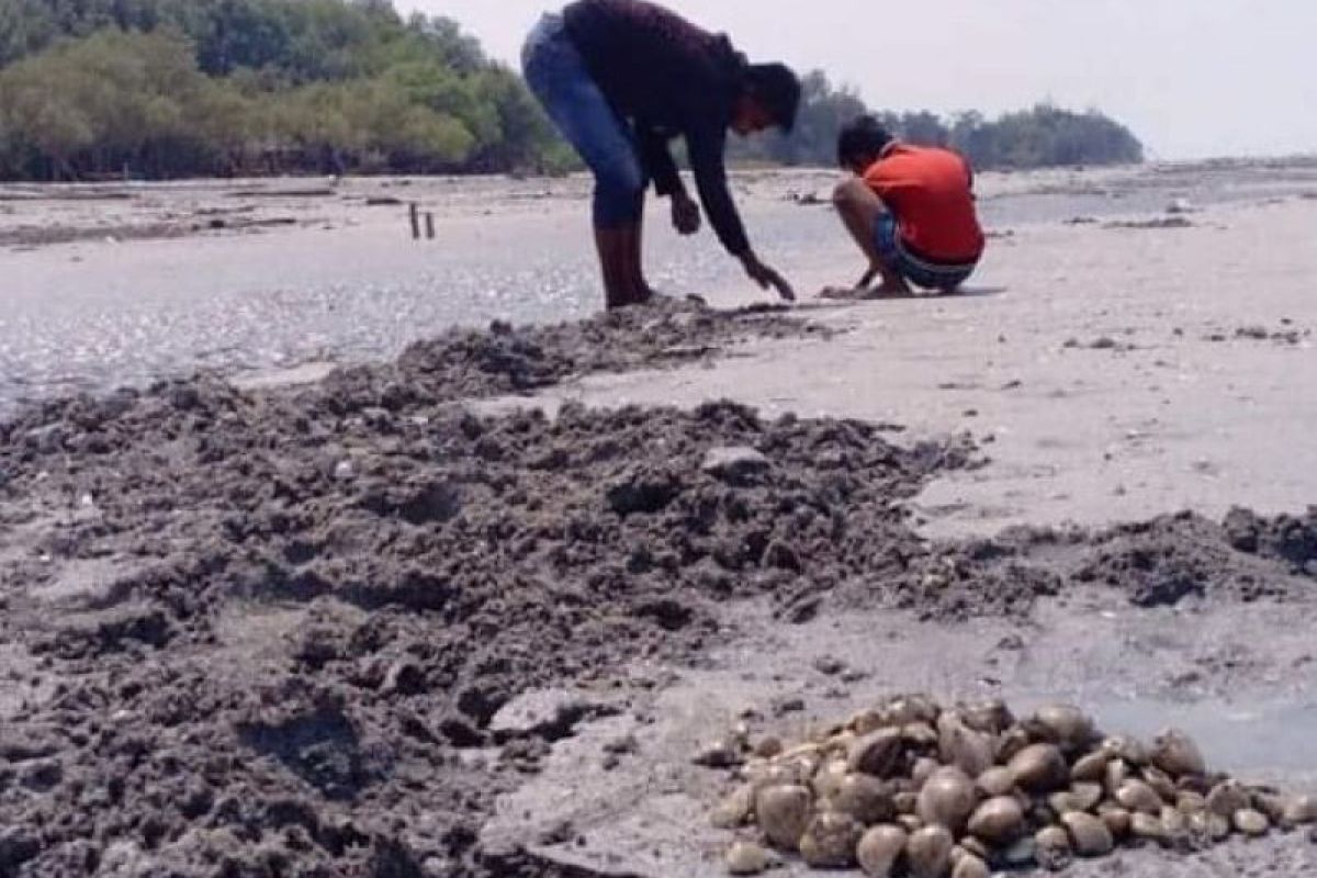 "Ngabuburit" sambil mencari kerang laut di Pantai Mutiara Baru