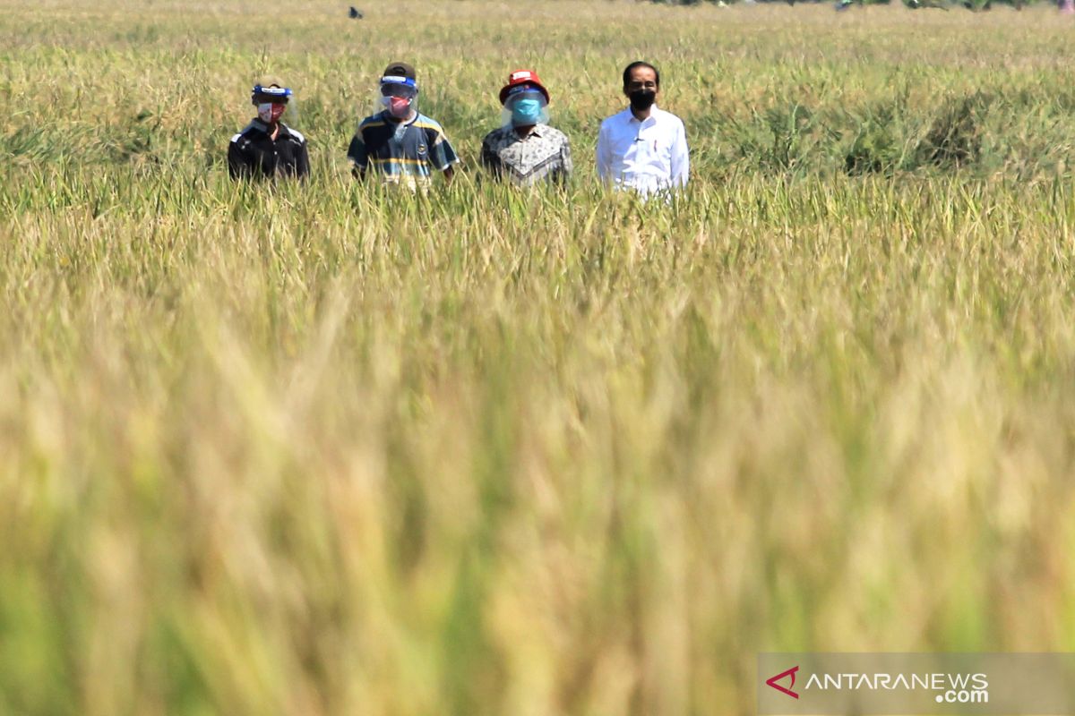 President Jokowi observes rice harvesting activities in Indramayu