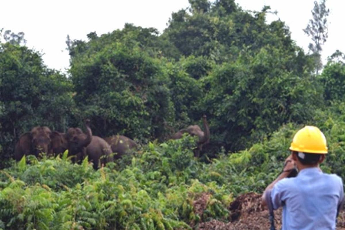 Perusahaan HTI di Sumsel pastikan jaga habitat gajah sumatera