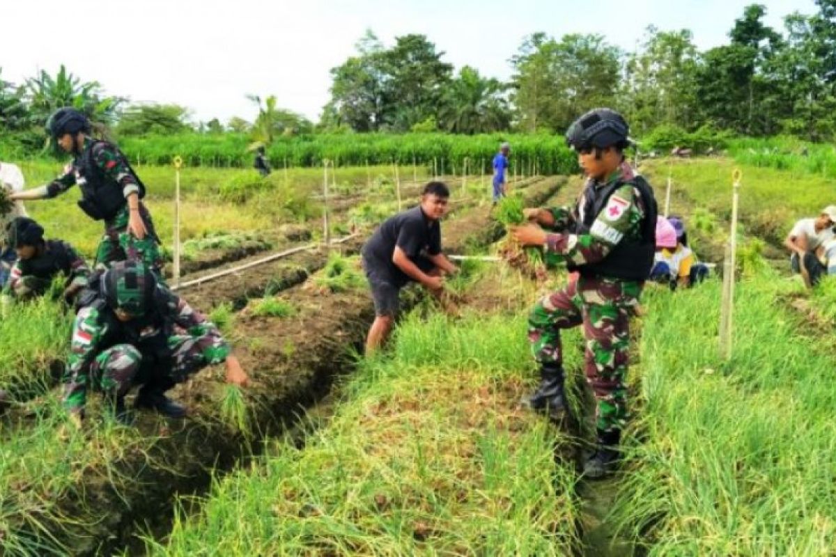 Satgas TNI bantu warga panen bawang merah di perbatasan RI-PNG