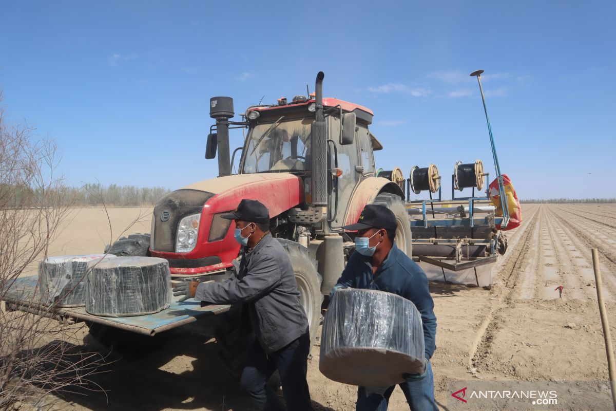Petani kapas Xinjiang minim menggunakan tenaga manusia