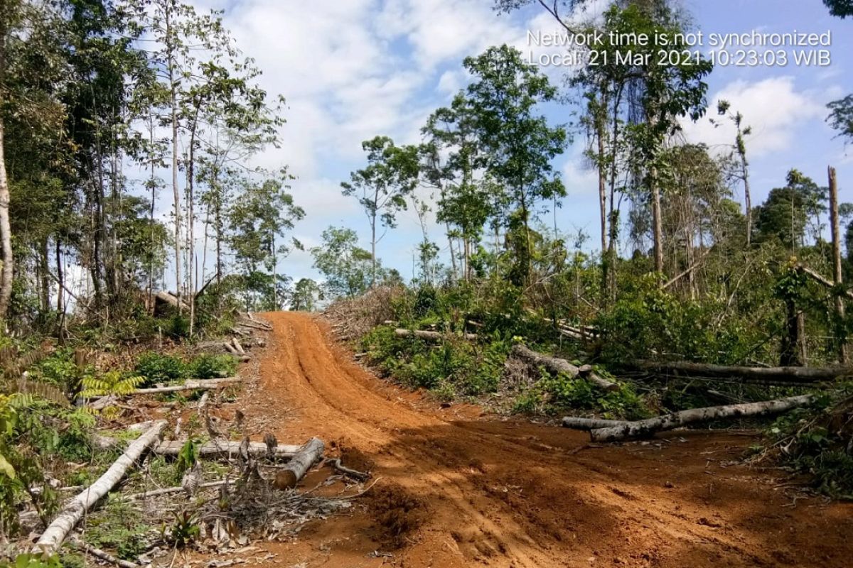 KPHP data pelaku perambahan hutan di Mukomuko