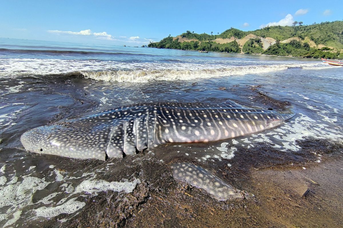 Ikan Hiu paus terdampar di Pantai Tulungagung akhirnya mati