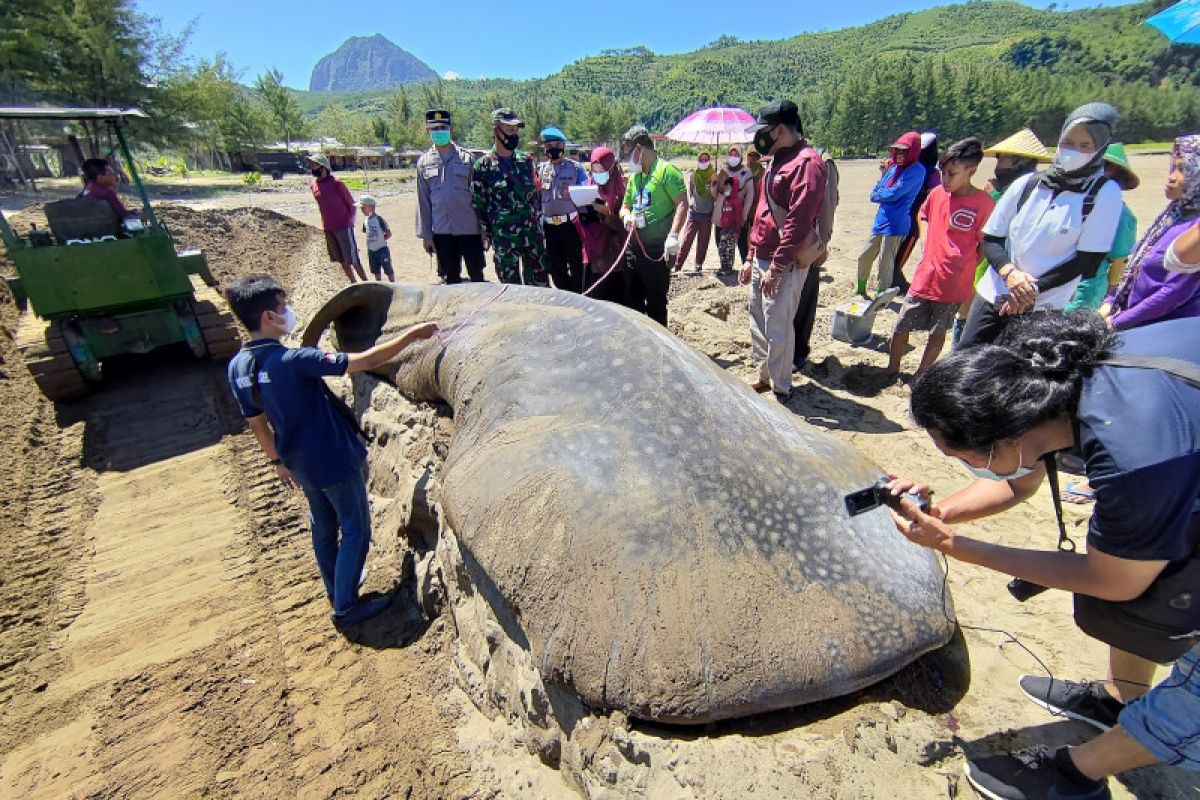 Ikan paus terdampar di pantai Tulungagung akhirnya dikubur