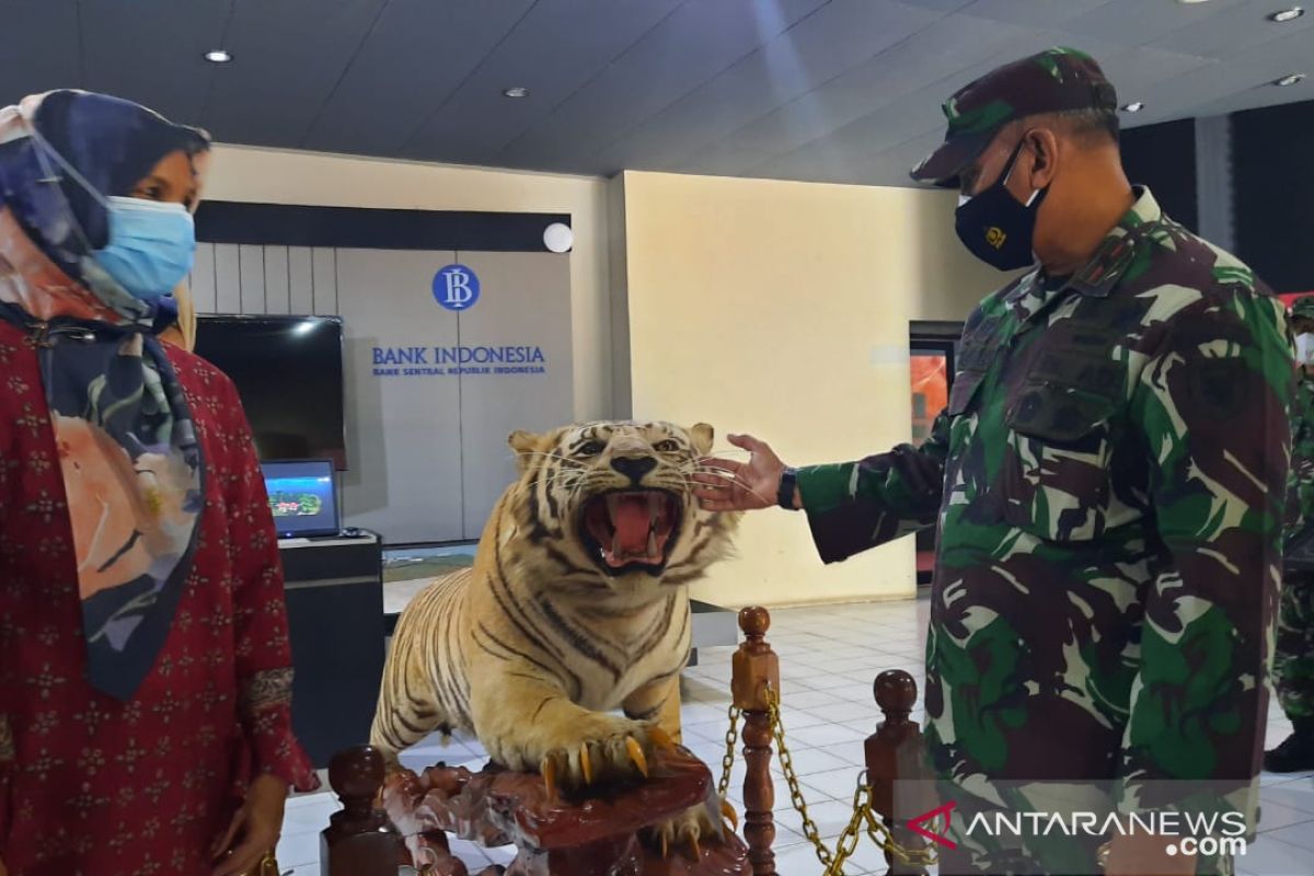 Korem Gapu hibahkan opsetan harimau sumatera ke Museum Siginjei untuk edukasi