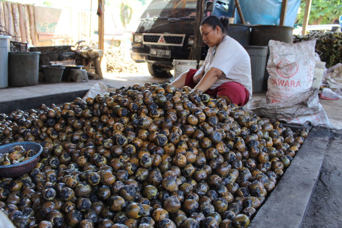 Bisnis kolang kaling di Lampung stabil di masa pandemi COVID-19