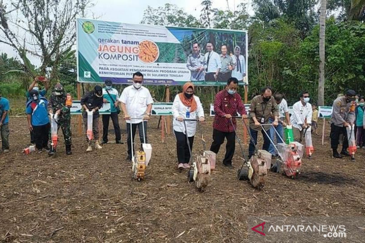 Jagung komposit masuk Morut, Delis dan Erik pimpin penanaman perdana