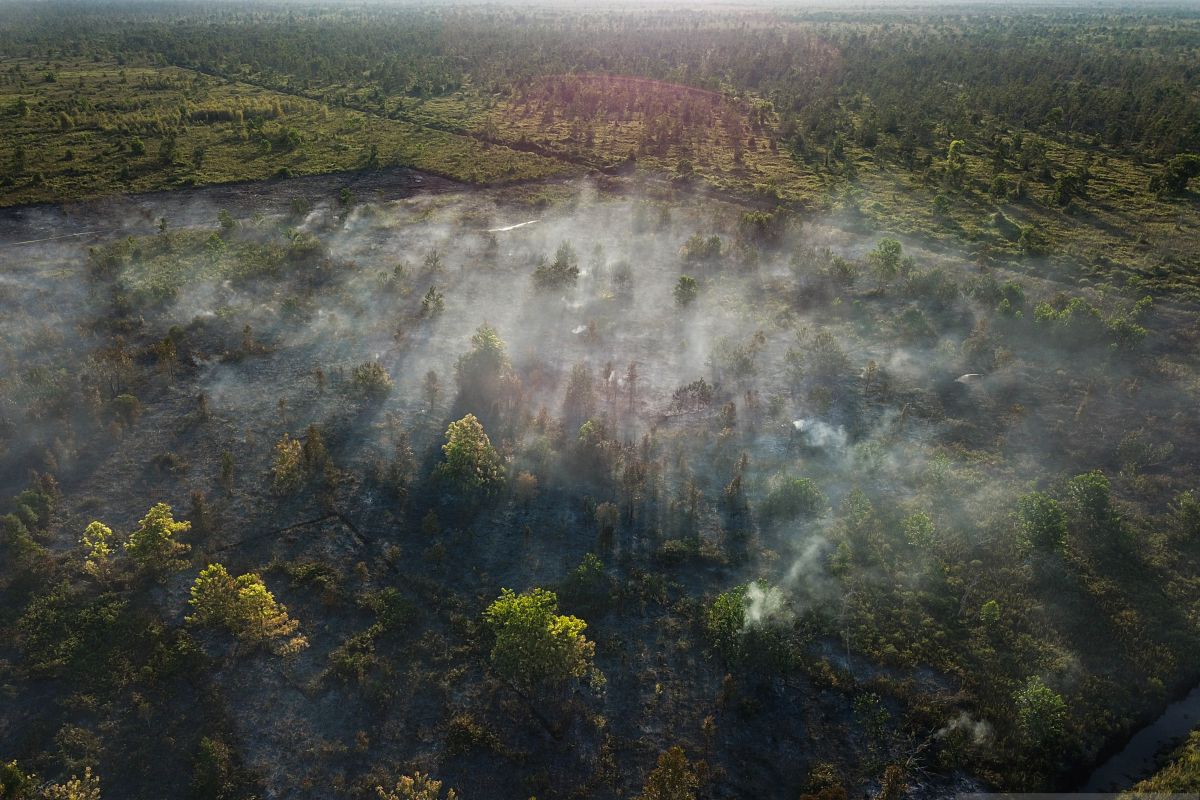 Kebakaran lahan dan pembuatan kanal sebab utama kerusakan lahan gambut