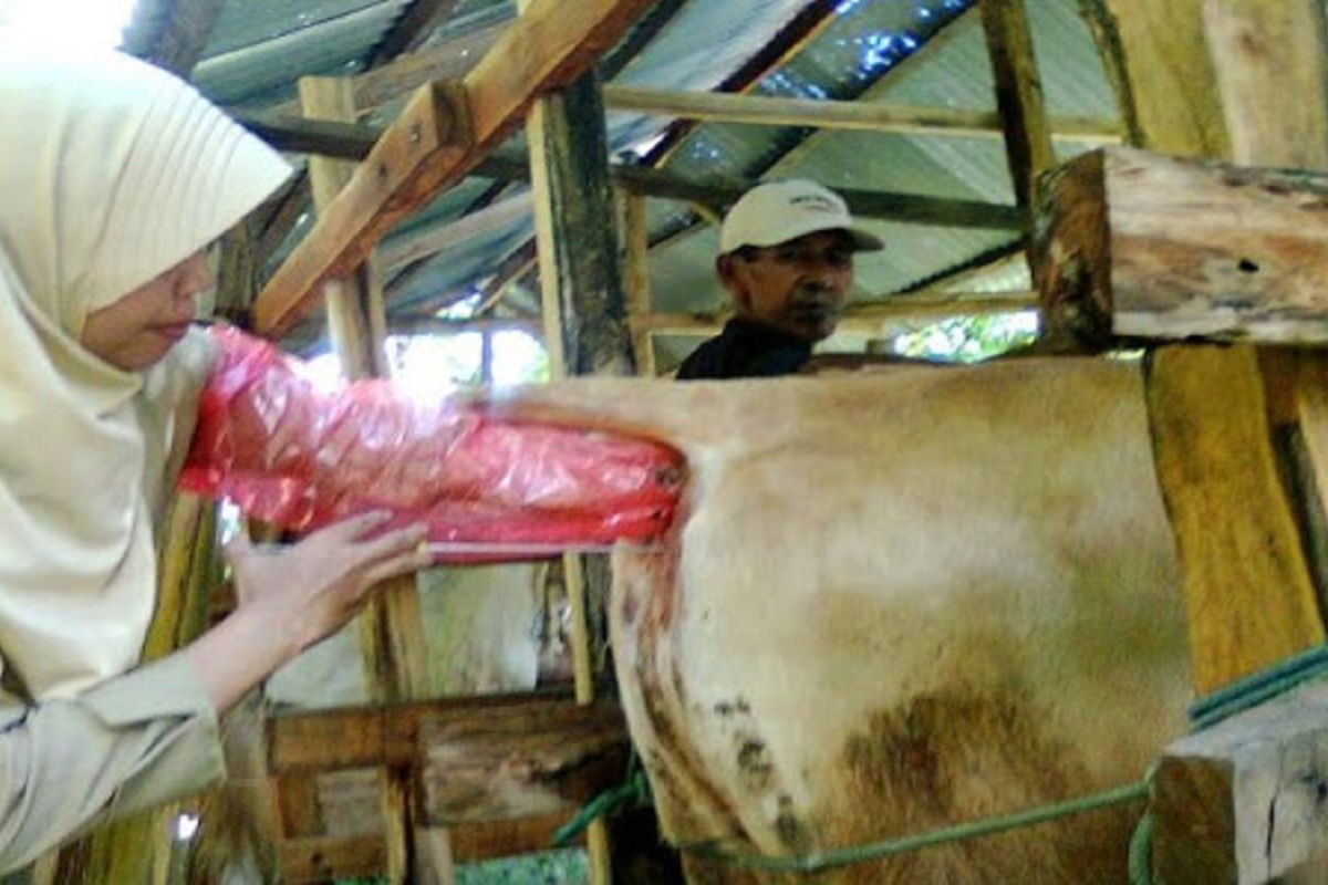 Bangkalan sukses tingkatkan populasi ternak sapi berkat program IB