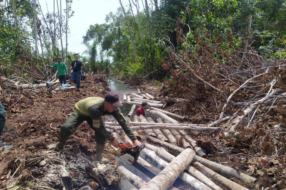 BBKSDA Riau musnahkan 500 kayu pembalakan liar Giam Siak Kecil