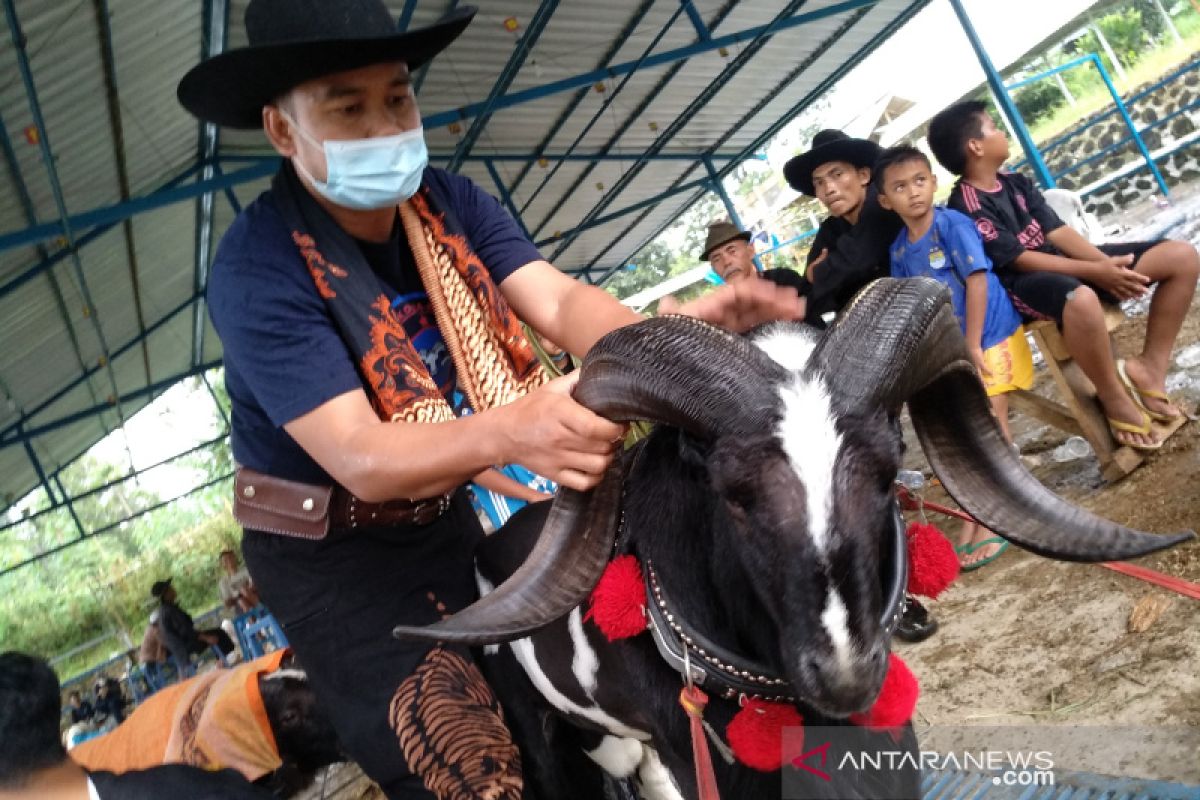 Pamidangan Garut makin melambung