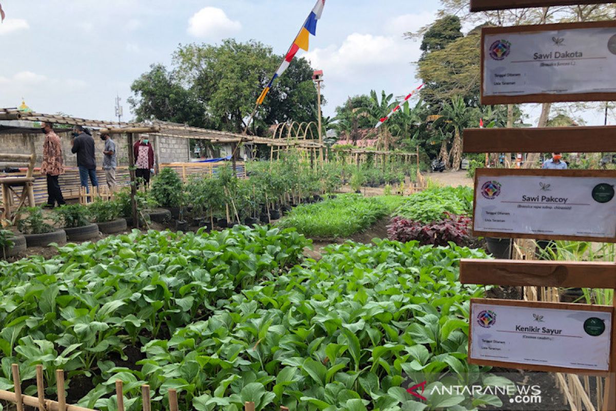 Food estate Yogyakarta untuk penanganan stunting hingga wisata