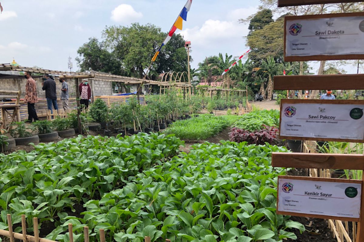 Pengembangan Food estate Yogyakarta dioptimalkan penanganan stunting hingga wisata