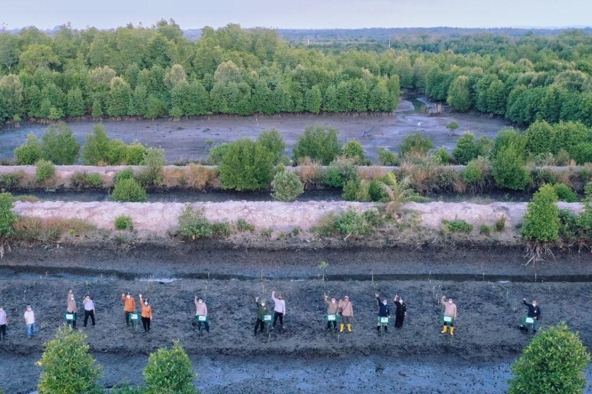 4.617 hektare lahan mangrove di Kepri akan direhabilitasi