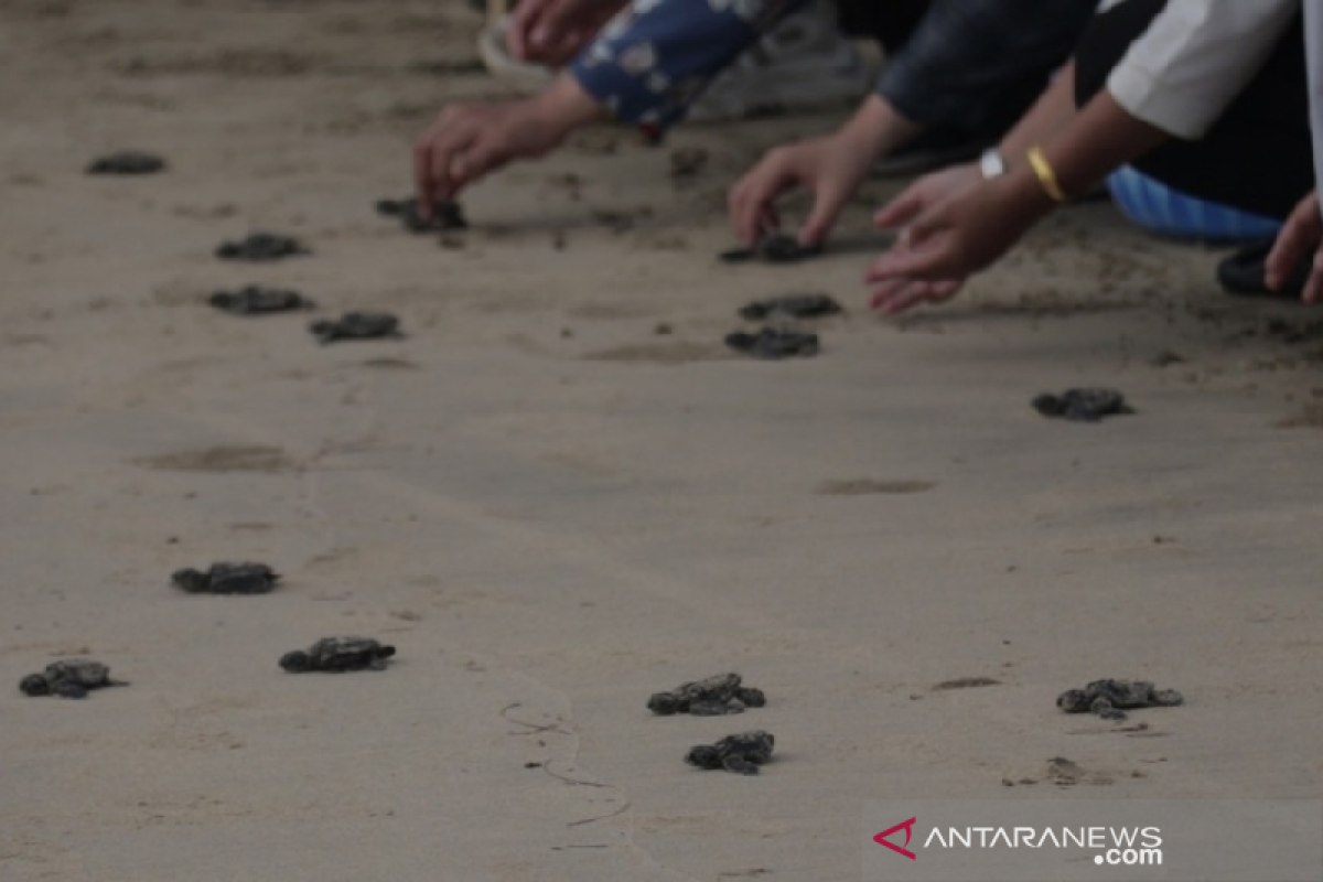 Mahasiswa USK lepaskan 156 tukik jenis lekang di pantai Aceh Besar