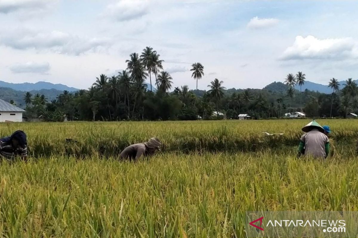 Panen padi di Bulotalangi Barat capai 12 ton/hektare