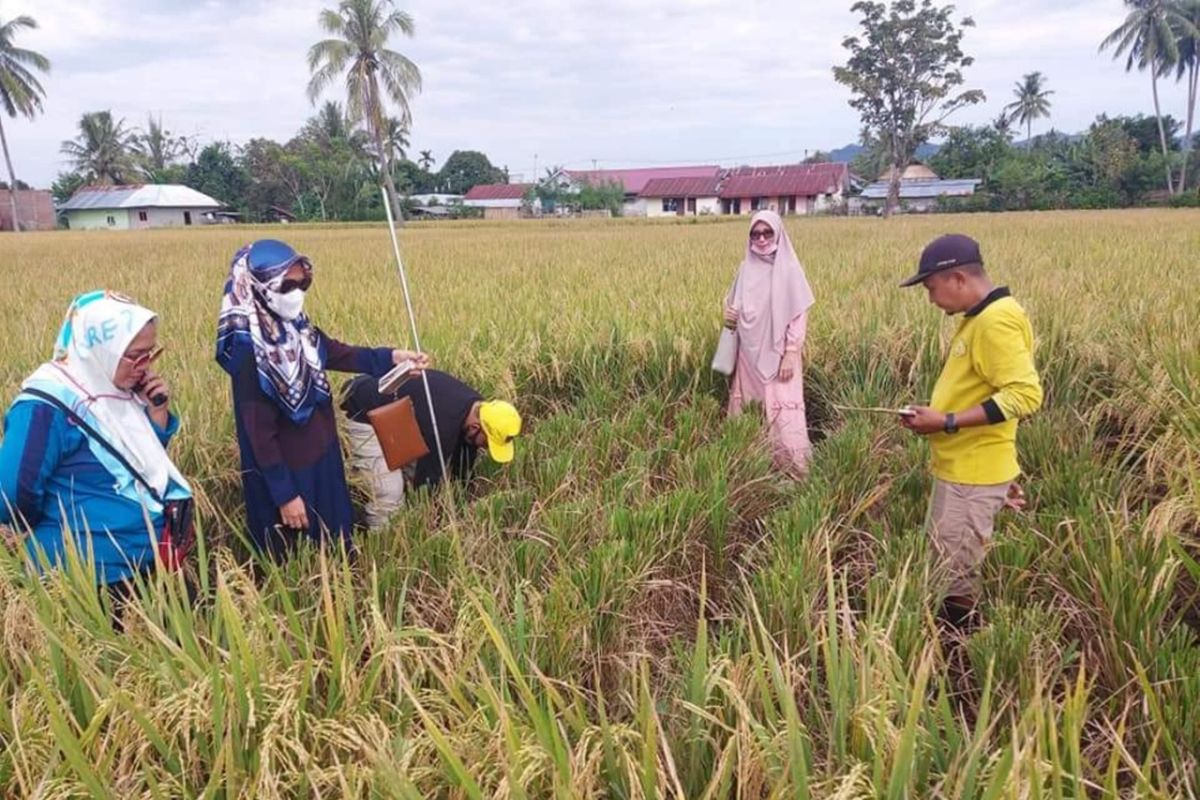 Petani Bone Bolango kembangkan padi gunakan pupuk organik