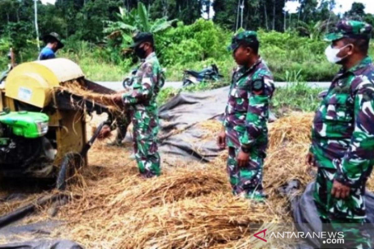 Prajurit TNI Koramil Bonggo panen padi bersama warga tani kampung Mirway