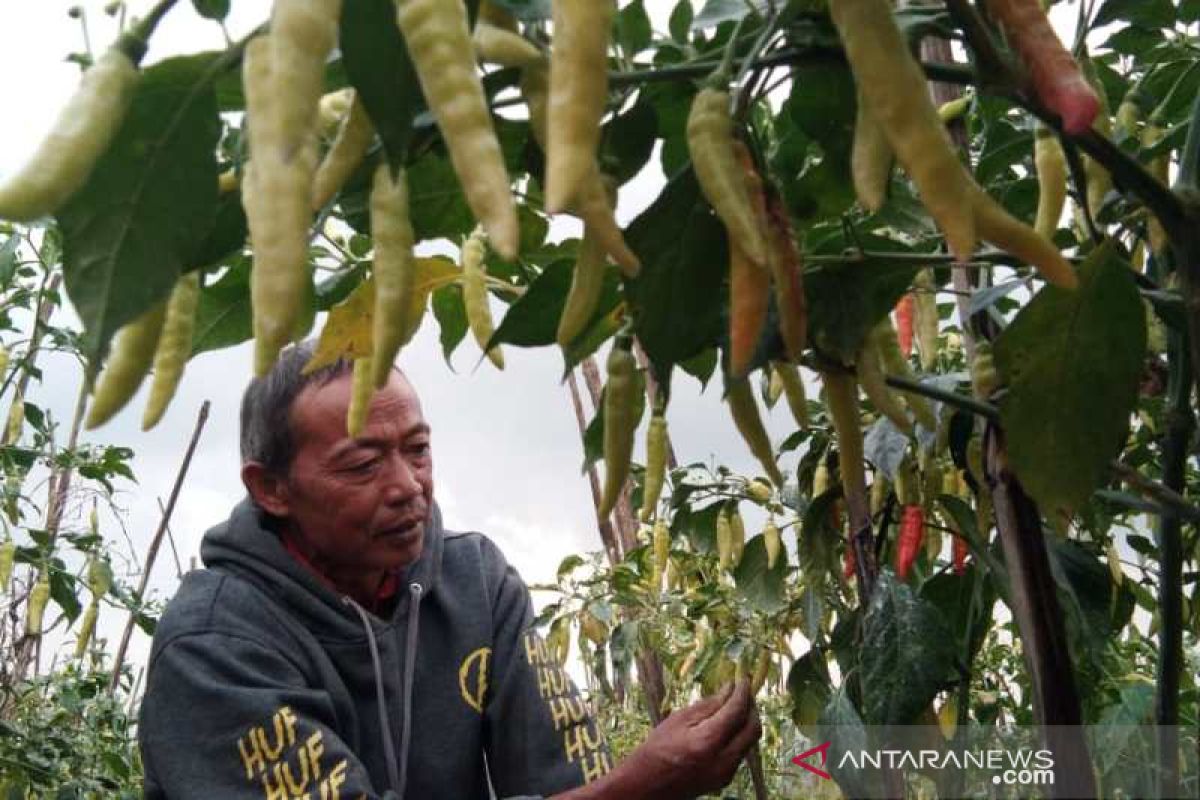 Mulai turun, harga cabai di Temanggung