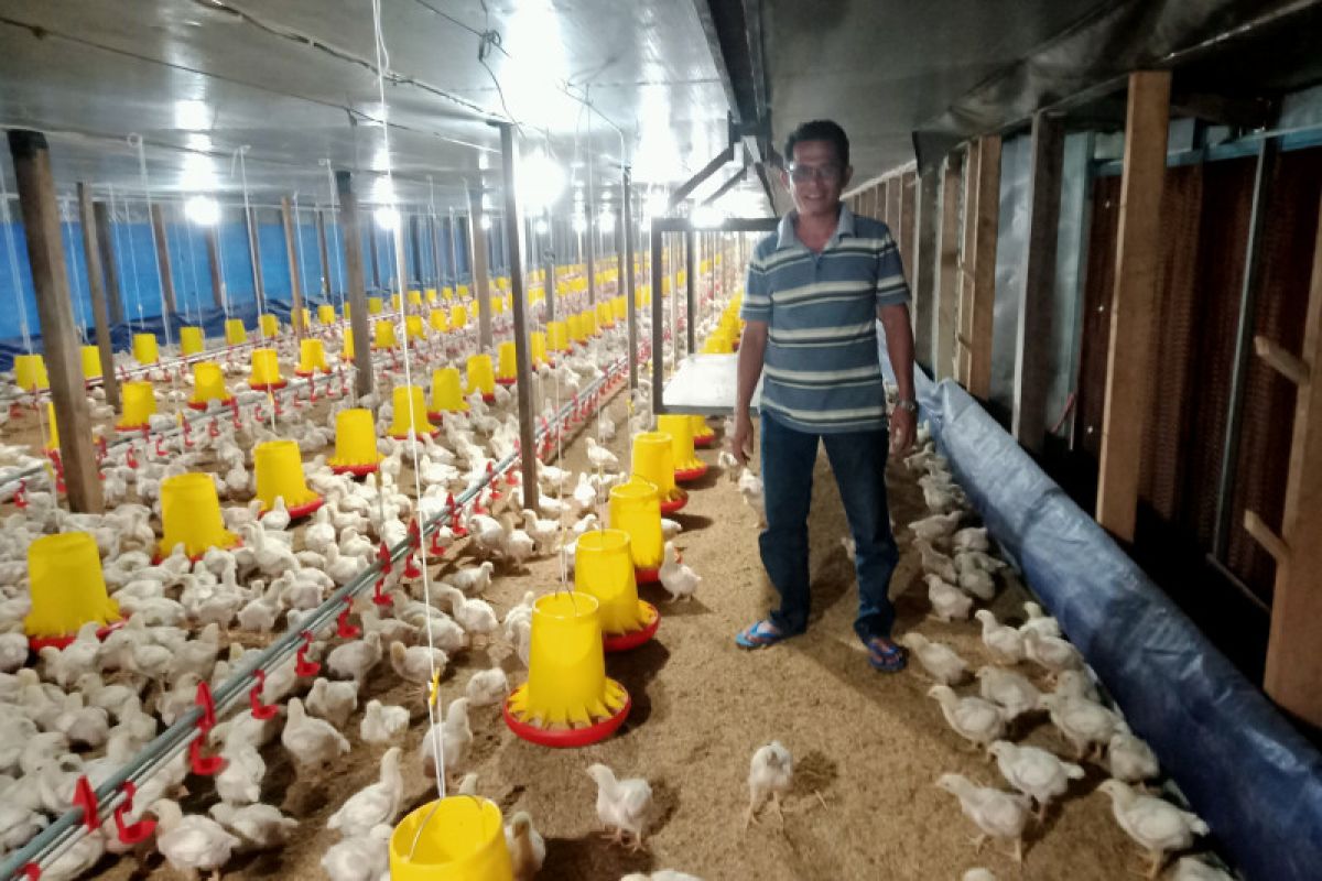 Ini seorang petenak ayam di Pasaman dengan omzet capai Rp130 Juta per lima puluh hari (Video)
