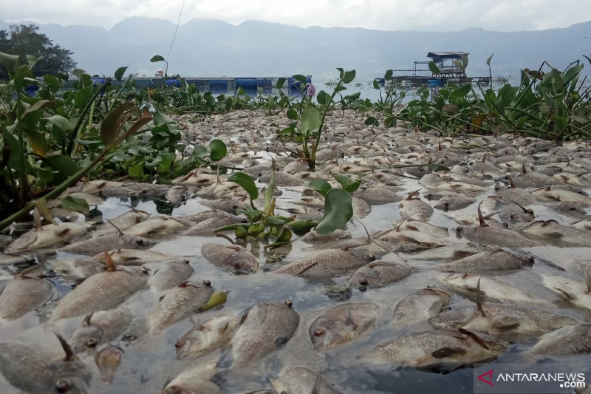 Untuk ke-3 kalinya di 2021, "upwelling" sebabkan sekitar 10 ton ikan mati massal di Danau Maninjau