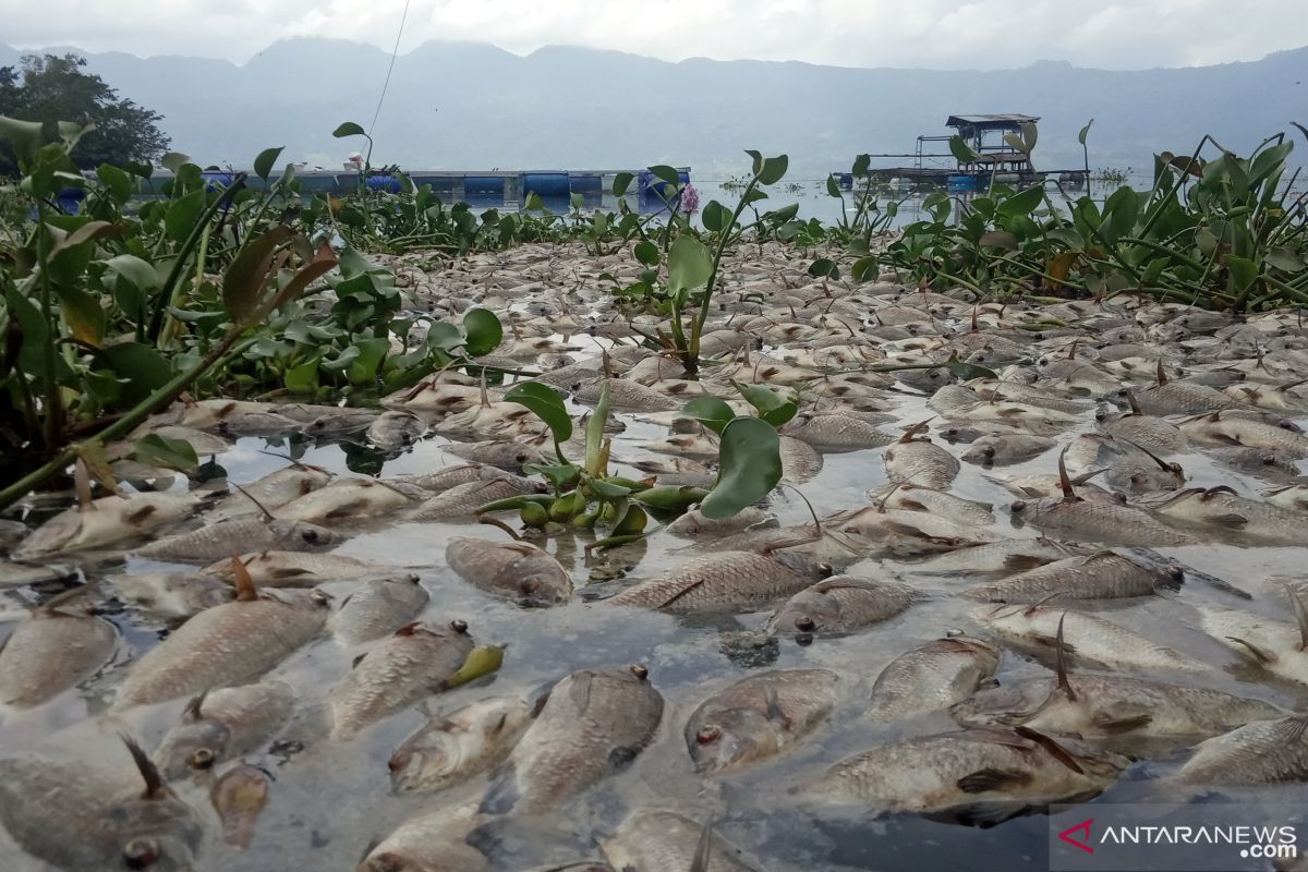 Akibat angin kencang, 10 ton ikan di Danau Maninjau mati massal