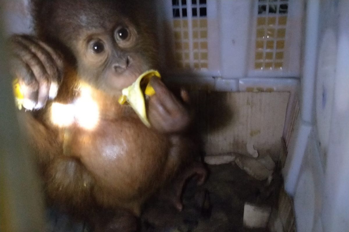 Karantina Pertanian Lampung gagalkan penyelundupan dua anak orangutan