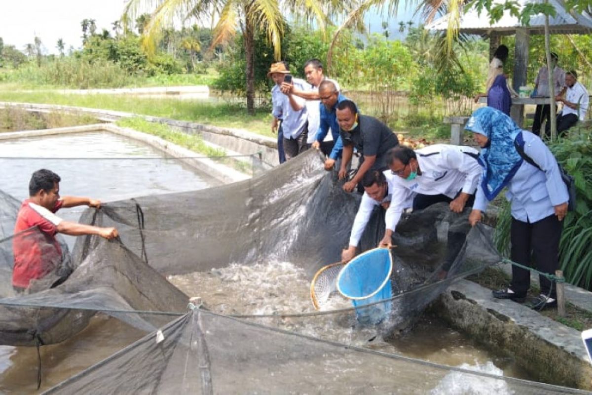 KKP jadikan Pasaman sentra ikan mas unggul di Sumatera