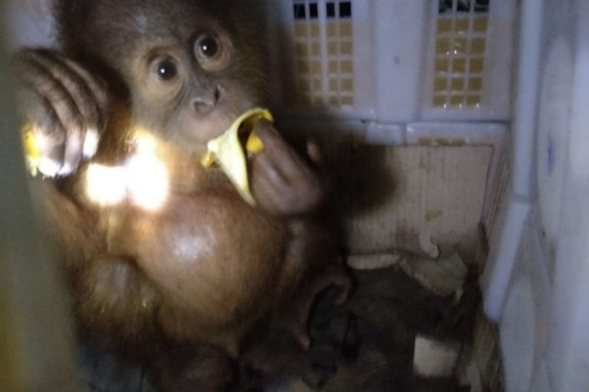 Dua ekor orang utan ditemukan di bagasi bus dengan berkeranjang buah