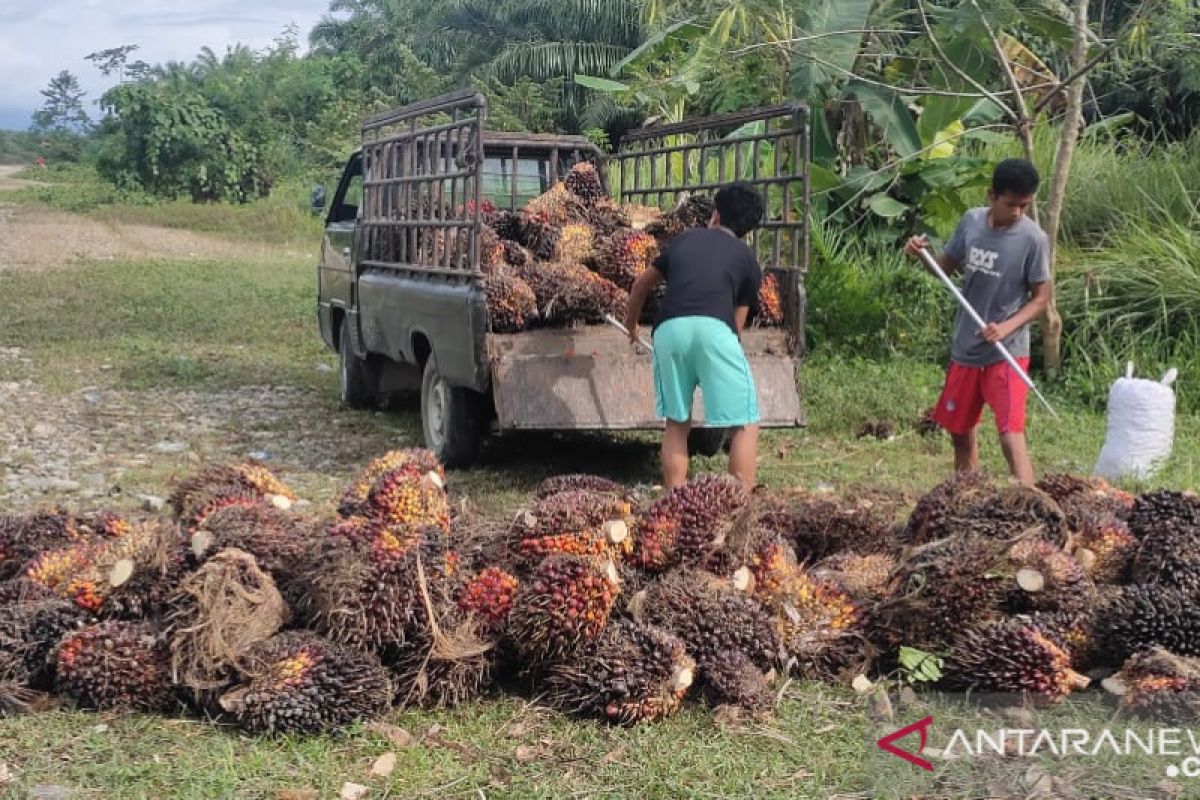 UU Ciptaker beri perlindungan pekerja  sektor sawit