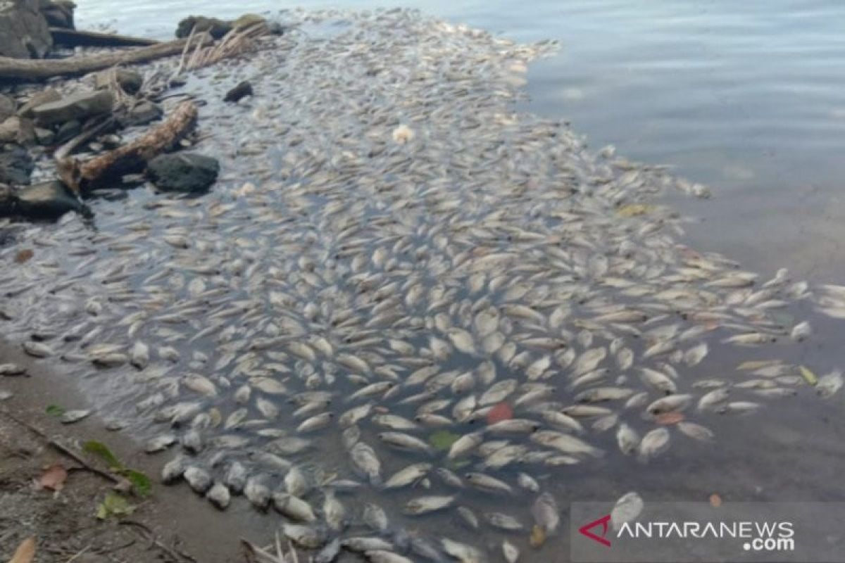 10 ton ikan di Danau Maninjau mati massal akibat dilanda angin kencang