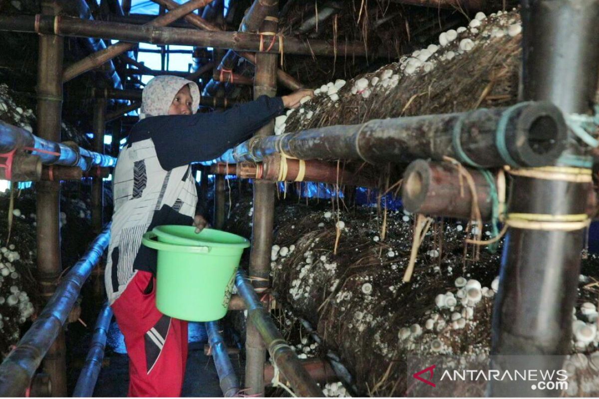 Usaha budi daya jamur merang di pasar Lumajang  prospektif