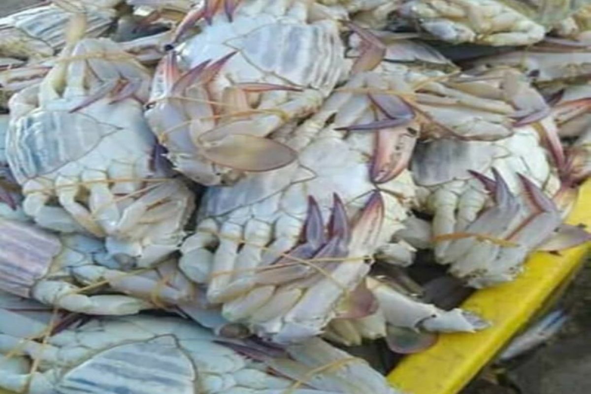 Kepiting rajungan di Lampung Timur capai Rp100.000/kg, sayangnya tangkapan sedikit